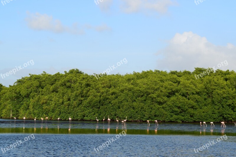 Trinidad Flamingo Nature Free Photos