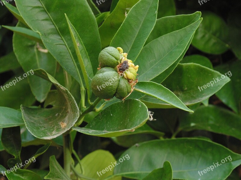 Guava Tree Nature Fruit Exotic