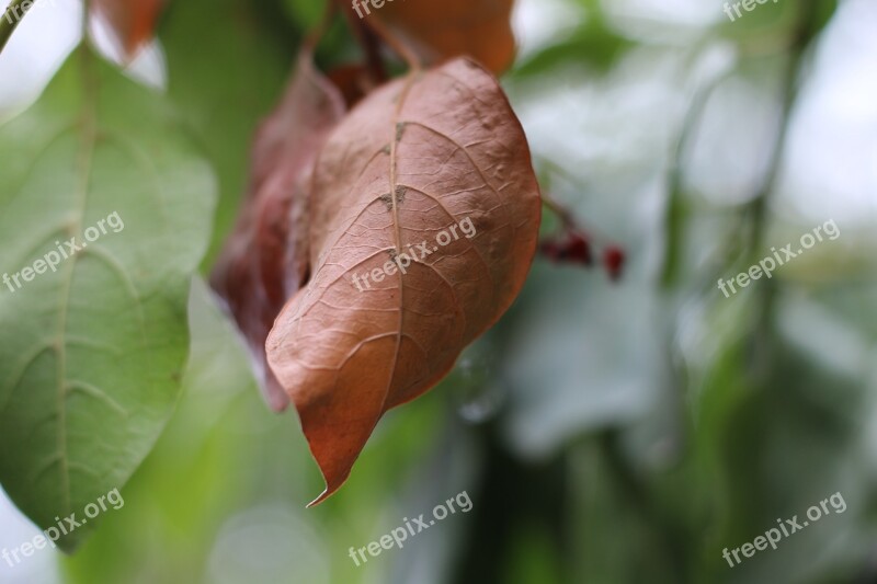 Leaf Brown Leaf Nature Natural Autumn