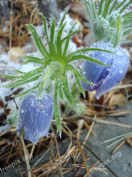 Snowdrop Primula Spring Phlomis Free Photos