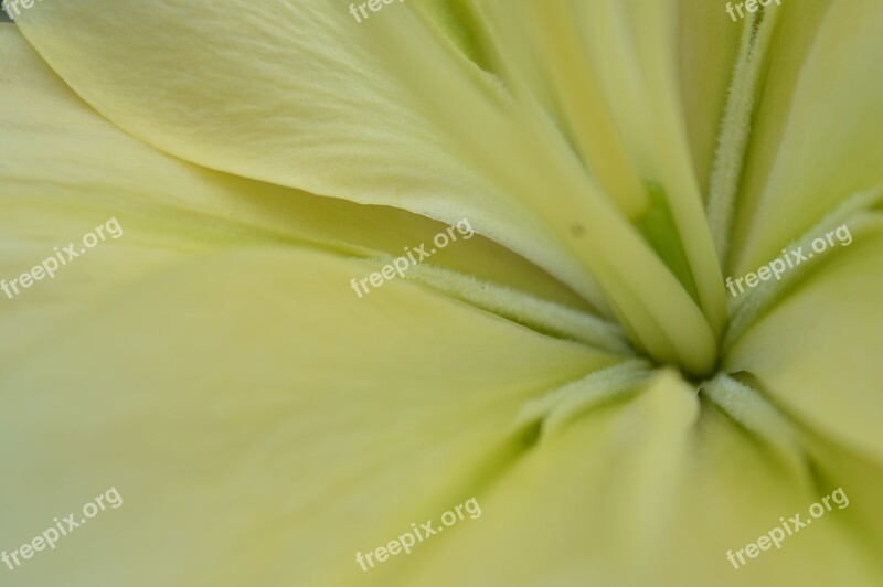 Lily Flower Core Free Photos