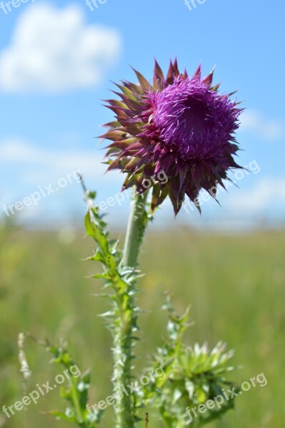 Burdock Barb Bloom Bud Agrimony