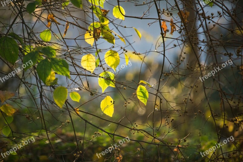 Leaves Colored Leaves Autumn Leaves Autumn Autumn Colours