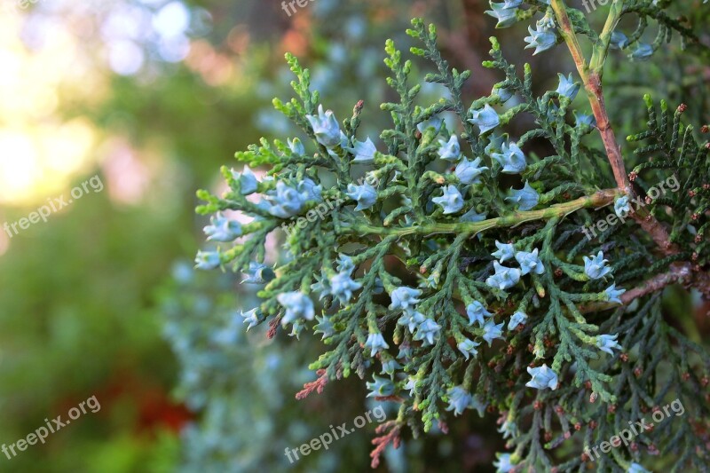 Green Bush Bush Green Nature Plant