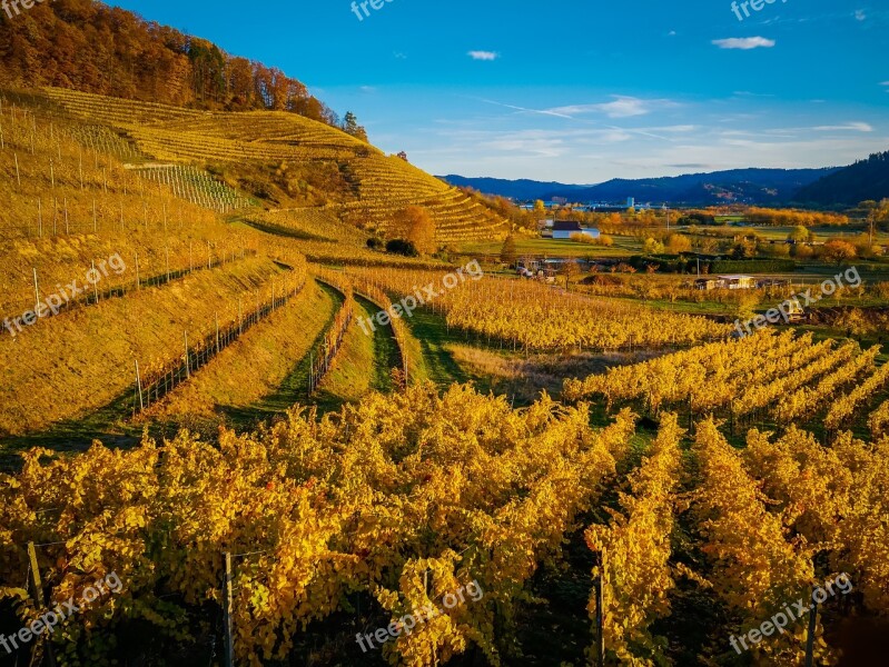 Autumn Fall Leaves Leaves Wine Vines