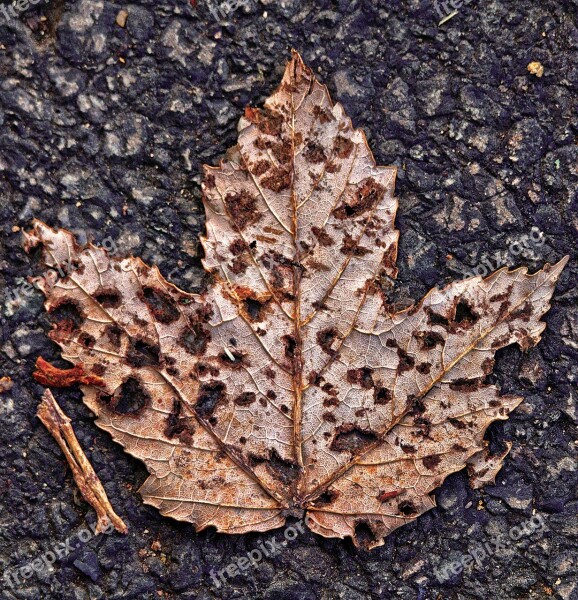 Maple Leaf Leaf Asphalt Road Autumn