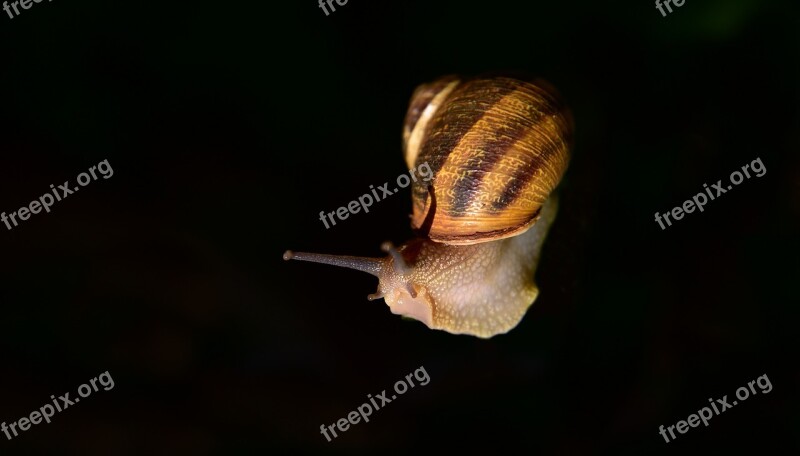 Snail Mollusk Shell Animal Slowly