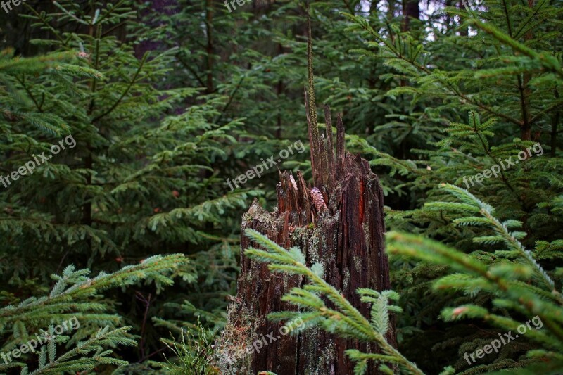 Tree Stump Dead Wood Forest Spruce Morsch