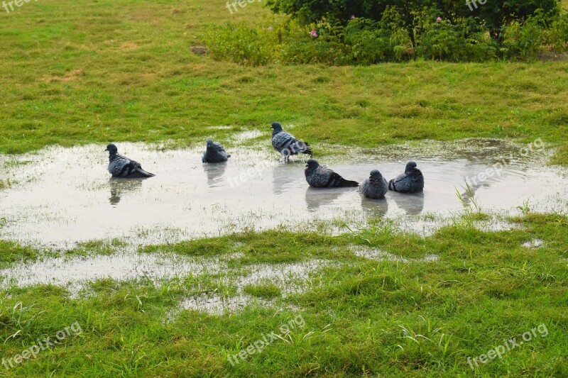 Pigeons Nature Photography Photography Garden Green