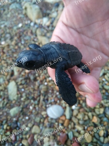 Turtle Beach See Black Free Photos