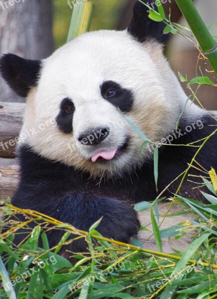 Panda Giant Panda Zoo China Endangered