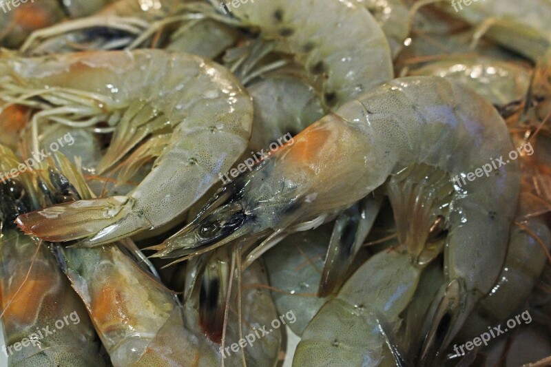 Tiger Prawns Shrimp Freshly Caught Fishing Tasty