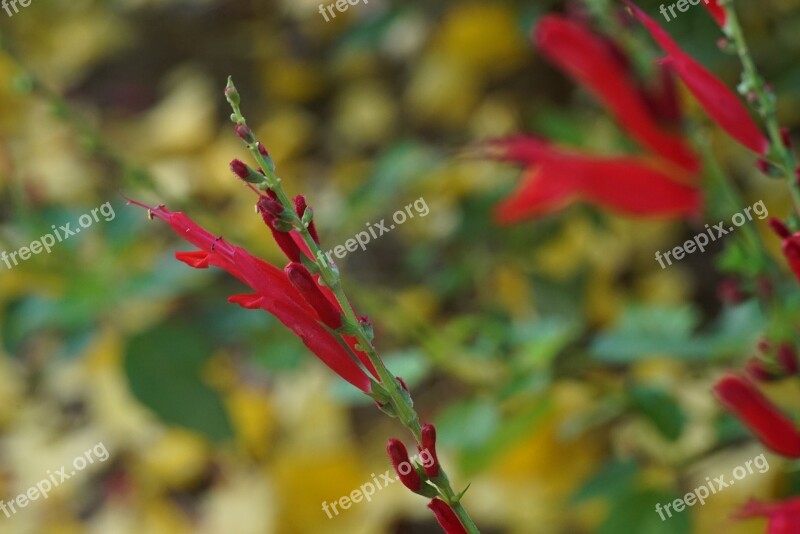 Red Yellow Bud New Growth Flower