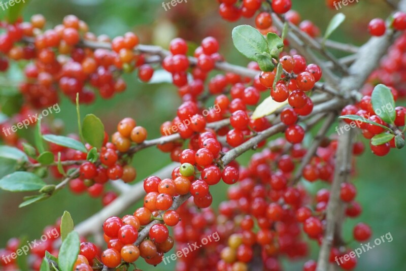 Red Berries Berry Harvest Autumn