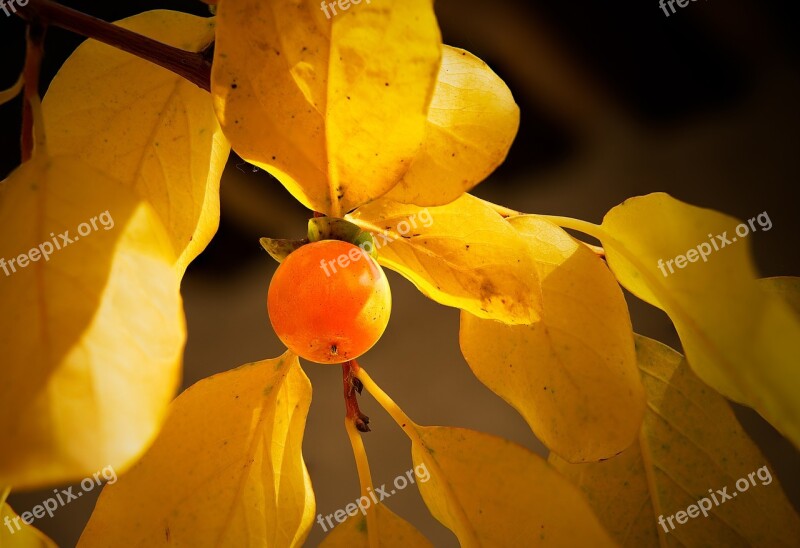 Persimmon Trefoil Diospyros Lotus Plum Tree-date Palm Fruit Orange