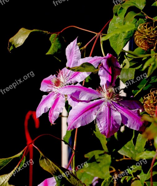 Clematis Garden Autumn Flower Creeper