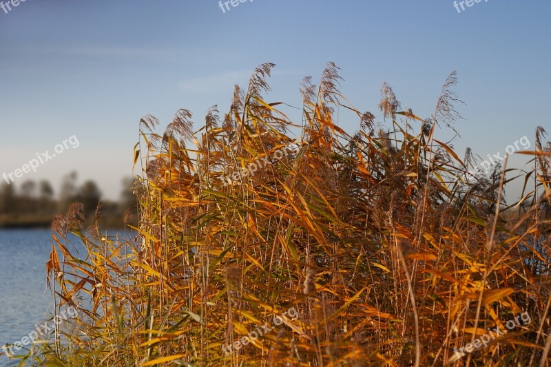 Sedge Reed Grasses Nature Autumn Colours