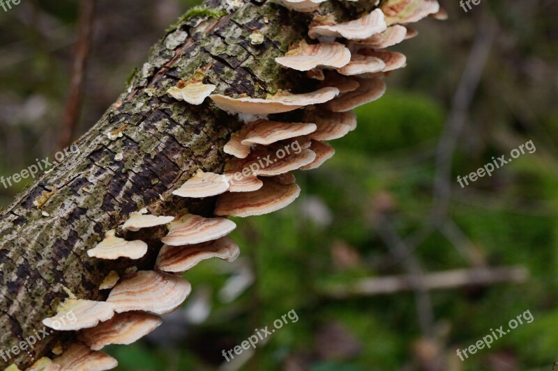 Mushrooms Tree Fungus Tribe Tree Fungi Mushroom