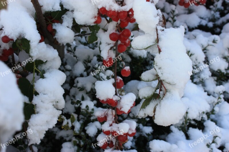 Christmas Red Berry Red Snow December