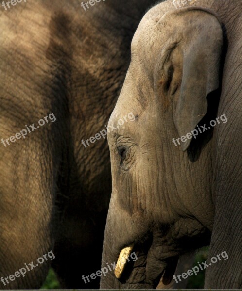 Elephant Grey Baby Zoo Animal