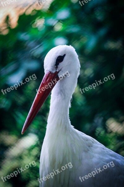 Bird Neck Nature Wildlife Head