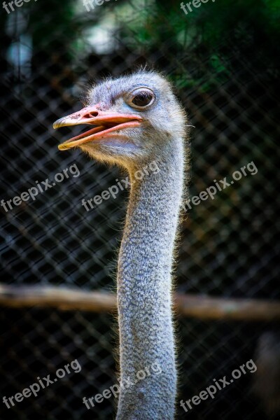 Bird Ostrich Animals Ostriches Feather