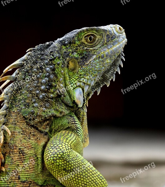 Iguana Green Iguana Reptile Animals Nature