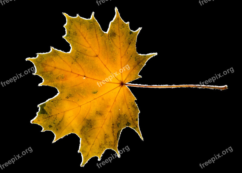 Maple Acer Tree Leaves Autumn