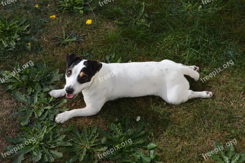 Jack Russel Dog Sunset Cute Mammals