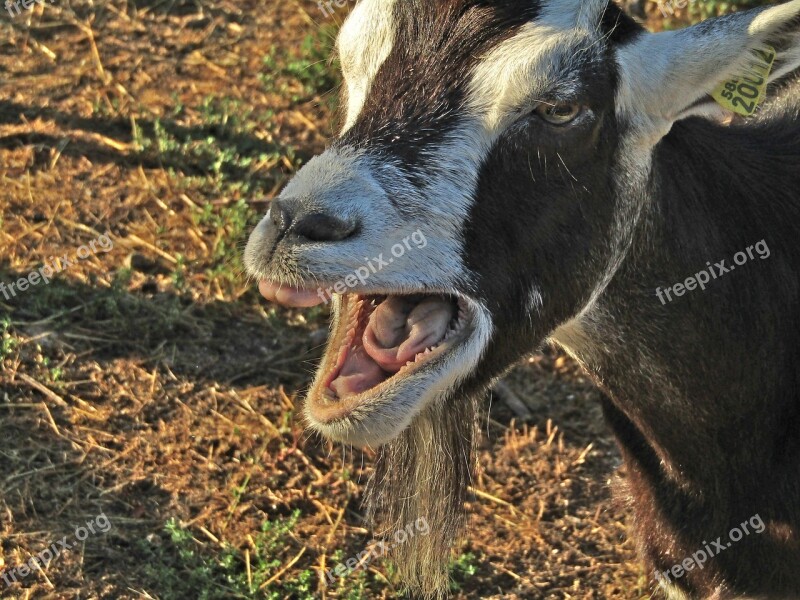 Goat Bratty Nature Farm Mammals