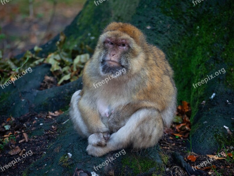 Barbary Macaque Grumpy Monkey Wet Monkey Monkey African Monkey