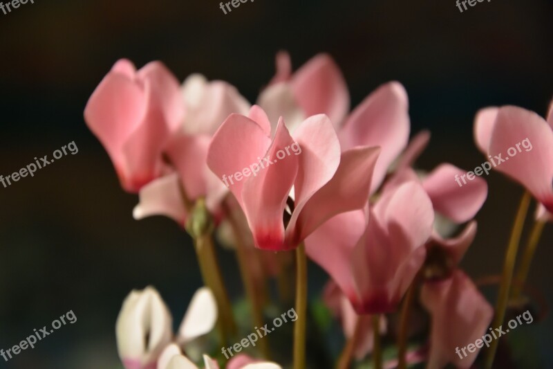 Cyclamen Flower Plant Free Photos