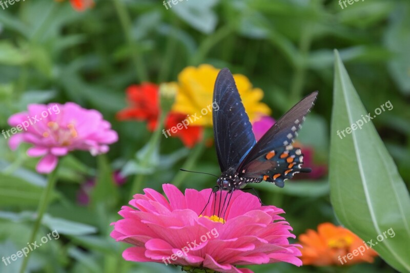 Dahlia Flower Butterfly Bloom Petals