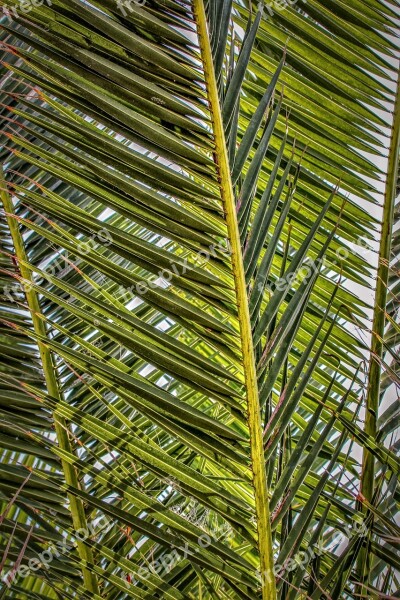 Palm Fronds Palm Palm Leaf Plant Nature