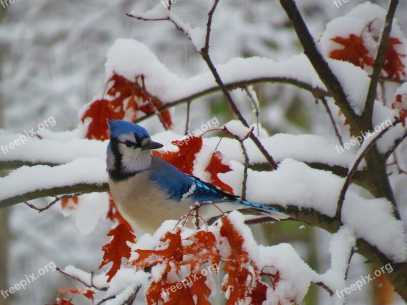 Blue Jay Bird Winter Snow Leaves