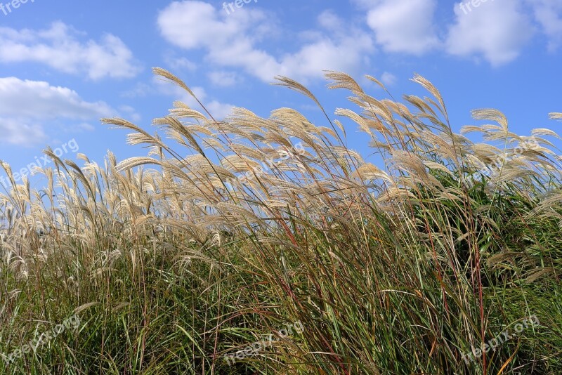 Reed Autumn Nature Silver Grass Reeds