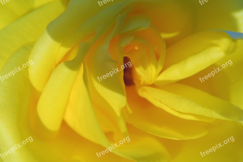 Rose Yellow Sarıgül Nature Flower