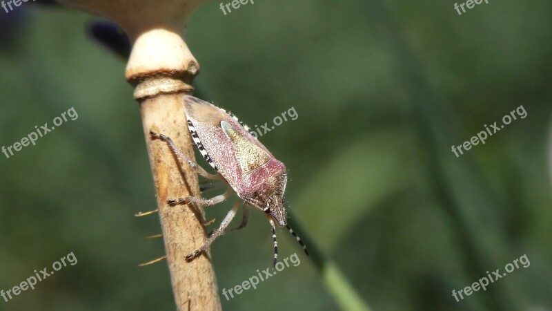 Bug Bill Kerfe Insect Hemiptera Close Up