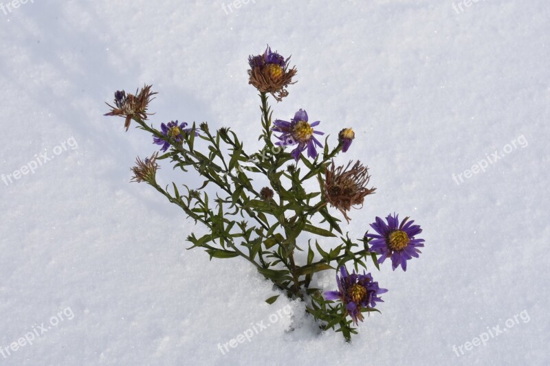 Flower Snow Winter Astra Novoblogika