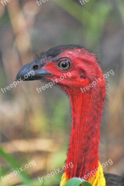 Bush Turkey Face Red Neck Beak