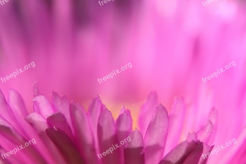 Pink Flower Macro Pigface Beach Salt Tolerant