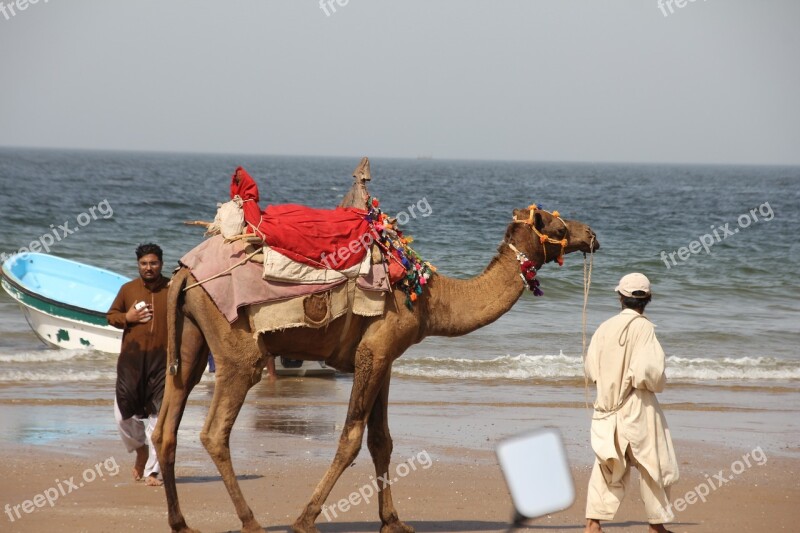 Gadani Balochistan Pakistan Camel Beach