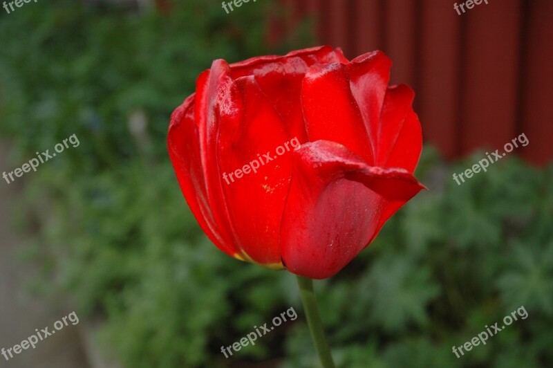 Red Flower Macro Nature Petal