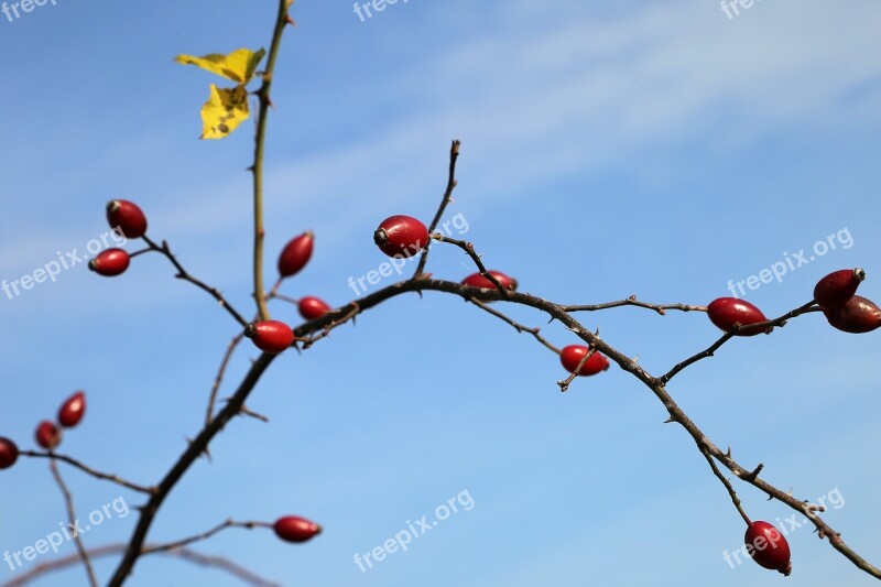 Dog Rose Rose Hip Berries Sky Plant