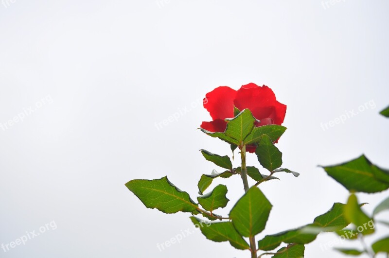 Flowers Red Flowers Sky Free Photos