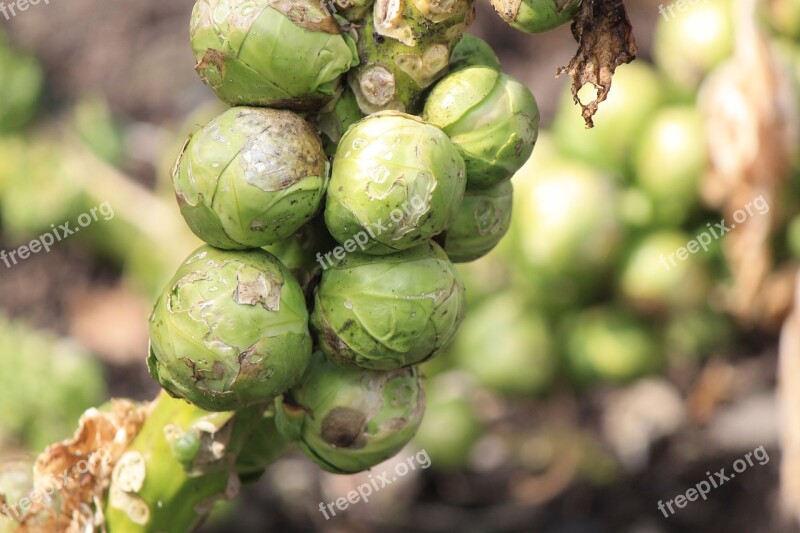 Sprouts Brussels Sprouts Gardening Food Vegetables