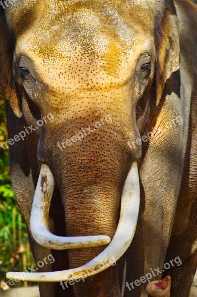 Elephant Ivory Tusk Mammal Herbivores