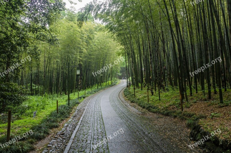 Hangzhou The Cloud Dwelling And Bamboo Path Green Bamboo Road