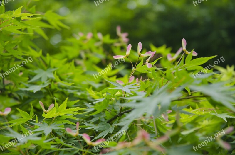 Hangzhou Spring Maple Green Fruit