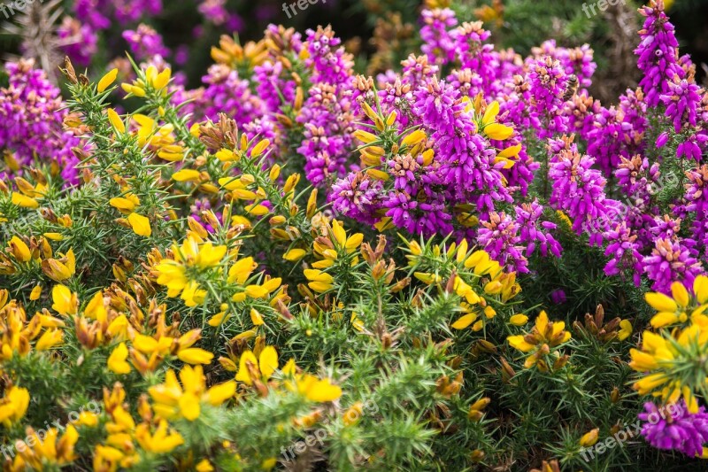 Exmoor Landscape England Nature Somerset